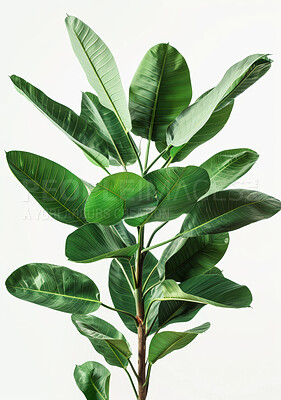 Plant, nature and branches for decoration, indoor and leaves on white background. Rubber fig, foliage or health botany horticulture or flora for inside, vegetation or greenery for apartment or garden