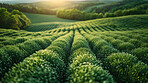 Countryside, bush and flowers in nature meadow for outdoor environment, growth or sustainability. Grassland, floral and rural traveling in Scotland for valley explore on mountain, field or holiday