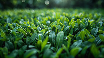 Buy stock photo Leaves, closeup and nature environment as bush for outdoor scenery, countryside or meadow. Grassland, lawn and summer exploring in Scotland for rural traveling or flora greenery, season or natural