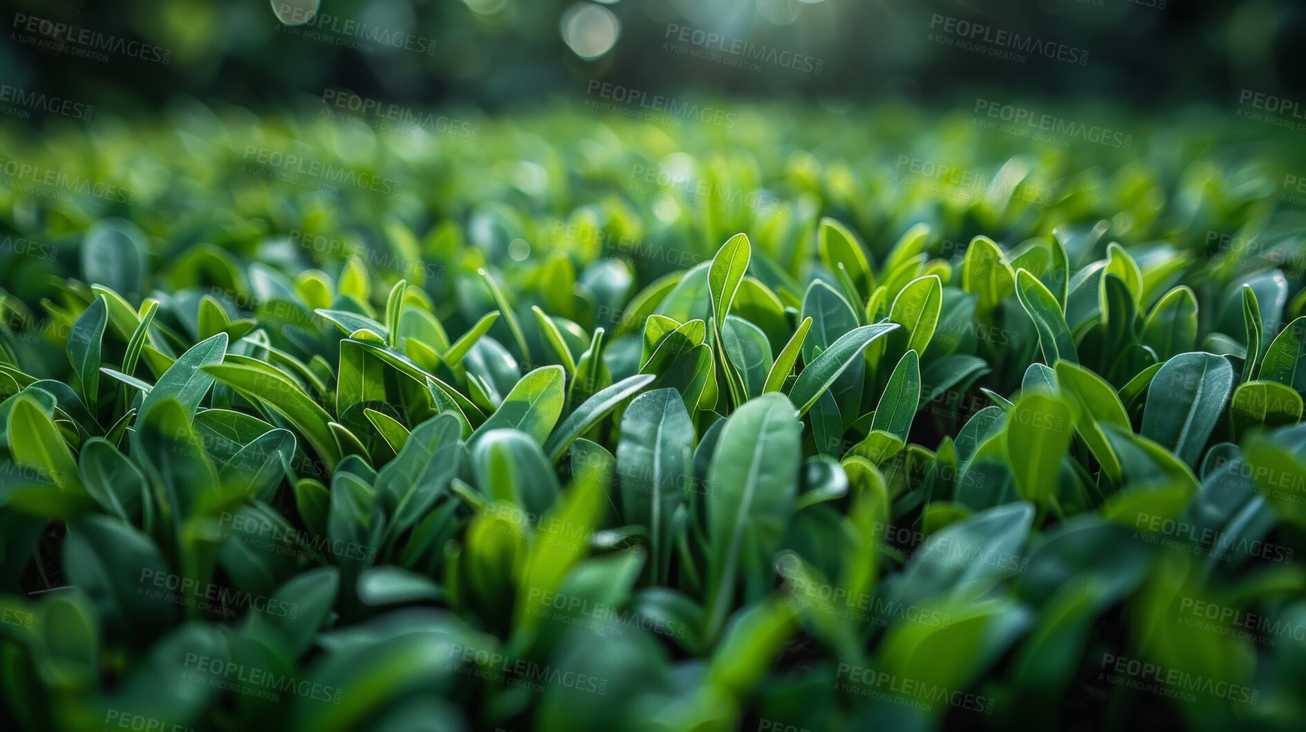 Buy stock photo Leaves, closeup and nature environment as bush for outdoor scenery, countryside or meadow. Grassland, lawn and summer exploring in Scotland for rural traveling or flora greenery, season or natural