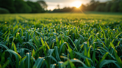 Buy stock photo Grass, closeup and sunset in nature at field outdoor in the countryside in Germany on a background. Lawn, park and garden with green plants for ecology, environment and bokeh on summer landscape