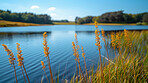 Grass, lake and nature outdoor at field in environment with blue sky, clouds or water in Sweden. River, park or lawn with plants at garden in the countryside for ecology, summer or background of land