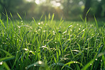 Grass, closeup and water in nature at field outdoor in the countryside in Sweden on a background. Lawn, park and dew at garden with green plants for ecology, environment and bokeh on summer landscape