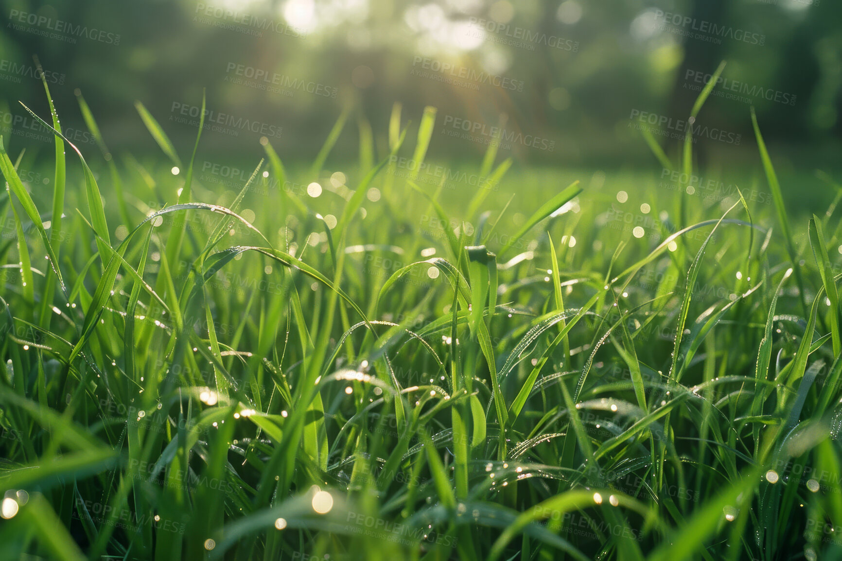 Buy stock photo Grass, closeup and water in nature at field outdoor in the countryside in Sweden on a background. Lawn, park and dew at garden with green plants for ecology, environment and bokeh on summer landscape