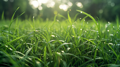 Buy stock photo Morning, lawn and dew with sunrise, nature and green growth with outdoor droplet. Grass, meadow and environment for summer season, vibrant sunshine field and idyllic background with macro garden