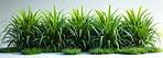 Green, grass and sustainability for environment in studio on isolated white background and fresh. Growth, banner and ecology for peace or nature with conservation awareness, lawn and eco friendly