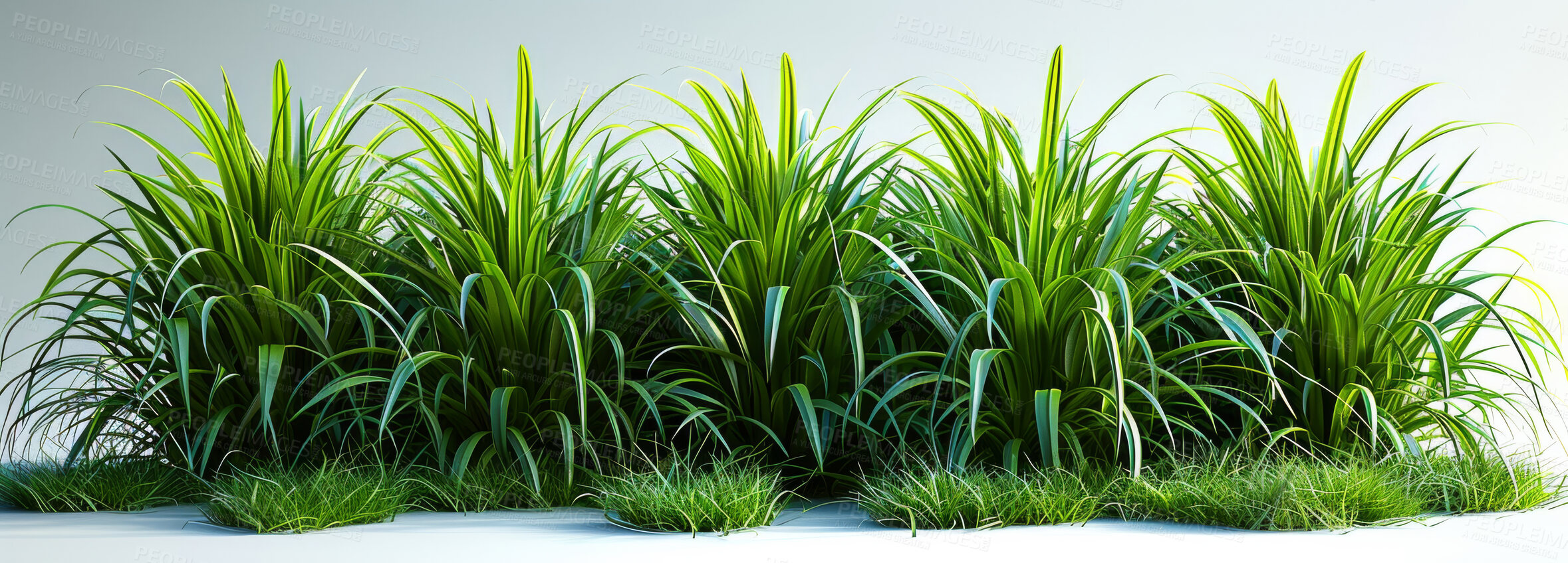 Buy stock photo Green, grass and sustainability for environment in studio on isolated white background and fresh. Growth, banner and ecology for peace or nature with conservation awareness, lawn and eco friendly