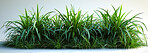 Green, grass and growth for environment in studio on isolated white background and fresh. Recycle, banner and ecology for peace or nature with conservation awareness, garden and eco friendly.