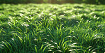 Closeup, grass and plant with sunshine, nature and green growth with outdoor sunrise. Lawn, meadow and environment for summer season, vibrant field and idyllic background with macro morning garden