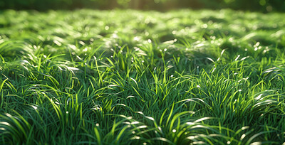 Buy stock photo Closeup, grass and plant with sunshine, nature and green growth with outdoor sunrise. Lawn, meadow and environment for summer season, vibrant field and idyllic background with macro morning garden