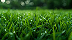 gCloseup, grass and plant with water drops, nature and green growth with outdoor blur. Lawn, meadow and environment for summer season, vibrant field and idyllic background with macro natural garden