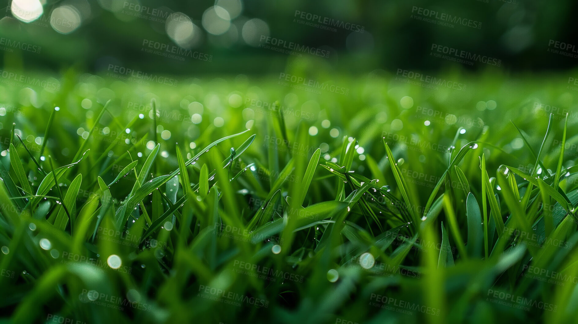 Buy stock photo Closeup, grass and plant with water drops, nature and green growth with outdoor blur. Lawn, meadow and environment for summer season, vibrant field and idyllic background with macro natural garden