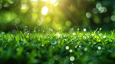 Buy stock photo Closeup, grass and morning with water drop, nature and green growth with outdoor. Lawn, meadow and environment for summer season, vibrant field and sunrise background with macro garden sunshine