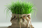 Bag, green and grass for growth in studio on isolated white background, fresh and environment. Recycle, nature and ecology for climate with conservation awareness, sustainable or eco friendly