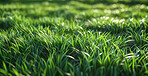 Closeup, grass and summer with sunshine, nature and green growth with outdoor sunrise. Lawn, meadow and environment for park season, vibrant field and morning background with macro natural garden