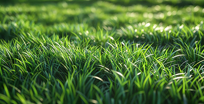 Buy stock photo Closeup, grass and summer with sunshine, nature and green growth with outdoor sunrise. Lawn, meadow and environment for park season, vibrant field and morning background with macro natural garden