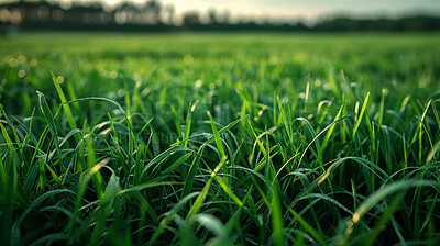 Buy stock photo Pasture, grass and countryside with nature, green and growth in spring, earth and environment of farm. Field, agriculture and meadow for plant, sustainability and ecology, outdoor and peace in land