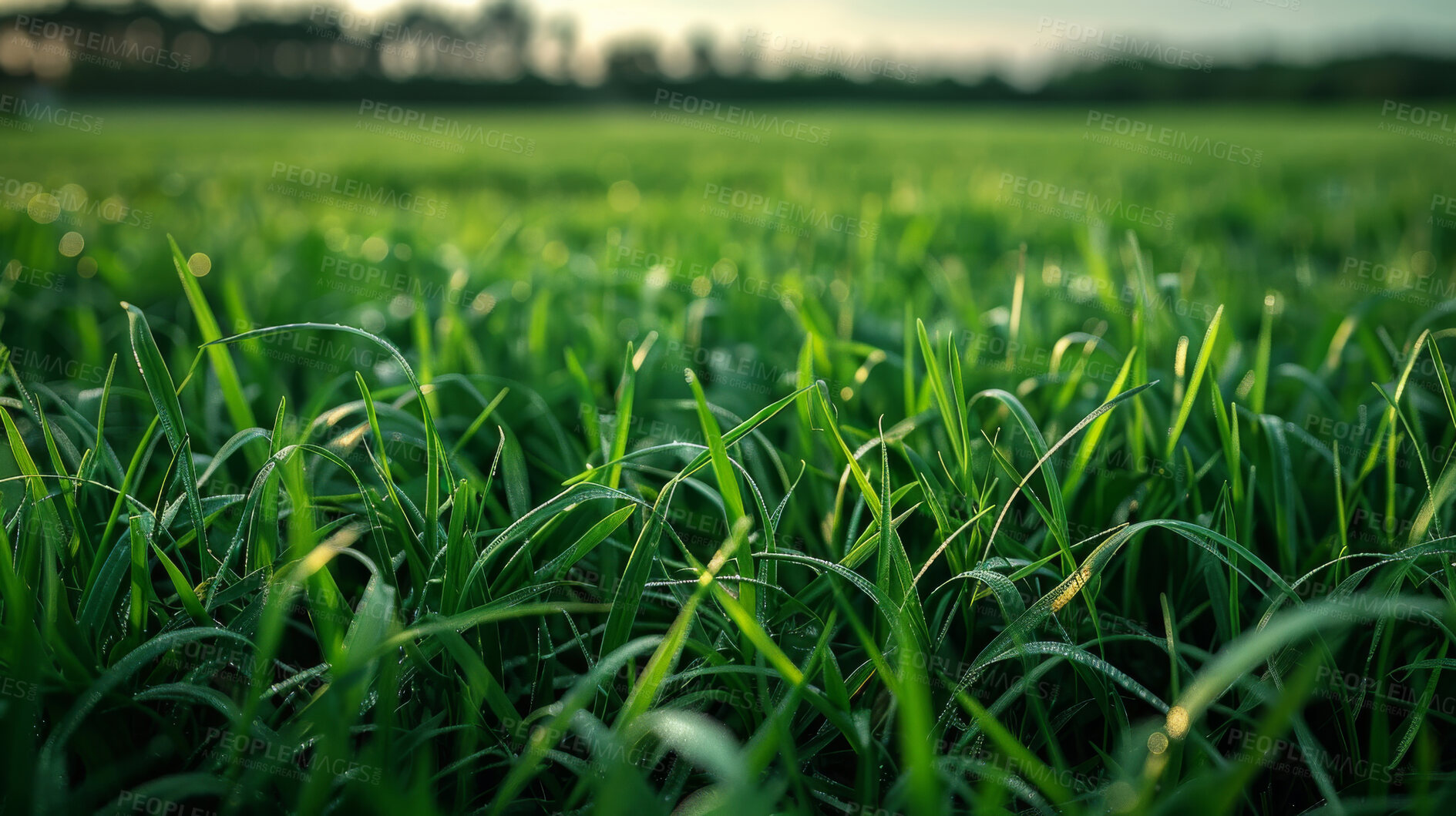 Buy stock photo Pasture, grass and countryside with nature, green and growth in spring, earth and environment of farm. Field, agriculture and meadow for plant, sustainability and ecology, outdoor and peace in land