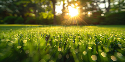 Buy stock photo Closeup, grass and lawn with sunshine, nature and green growth with outdoor morning. Lawn, meadow and environment for summer season, vibrant field and sunrise background with macro rural garden