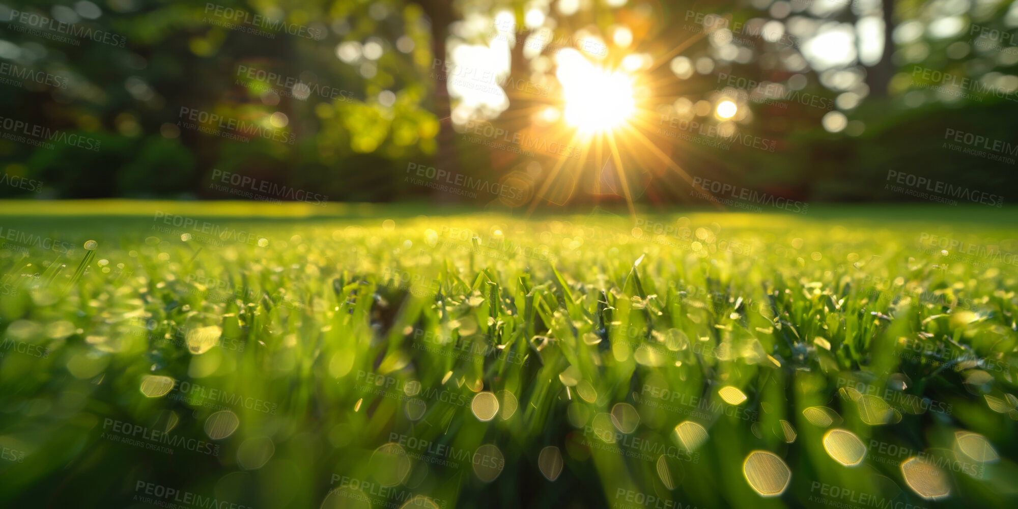 Buy stock photo Closeup, grass and lawn with sunshine, nature and green growth with outdoor morning. Lawn, meadow and environment for summer season, vibrant field and sunrise background with macro rural garden