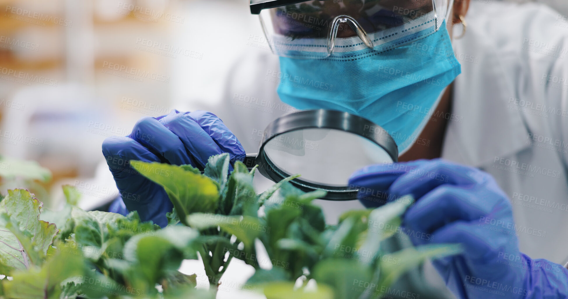 Buy stock photo Laboratory, mask and woman with plants, magnifying glass for research and safety in medical engineering. Biotech, botany and leaves, scientist or technician in checking agro study growth in science.