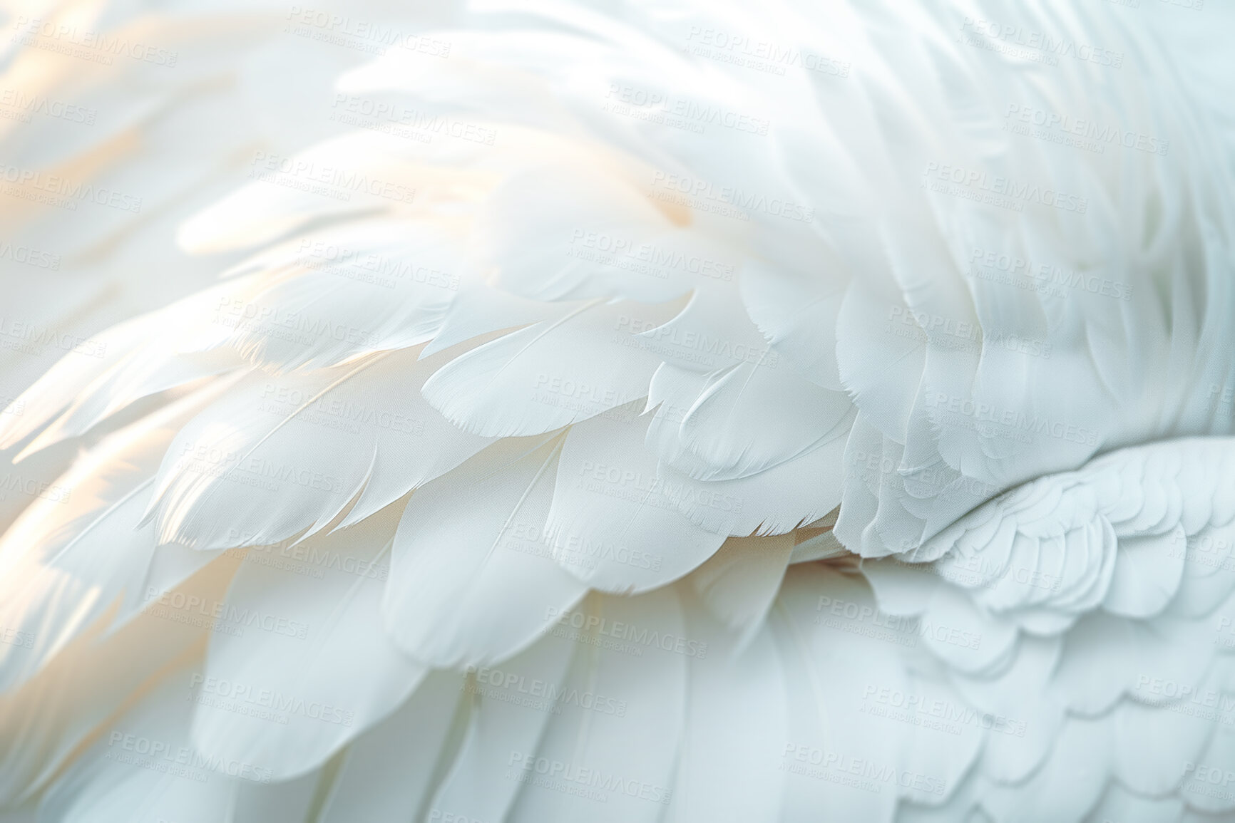 Buy stock photo Soft, feather and natural in texture, material and fluffy with color,  fragile and closeup of swan and bird. Background, pattern and exotic in animal, pigeon and wildlife for art, plume and smooth