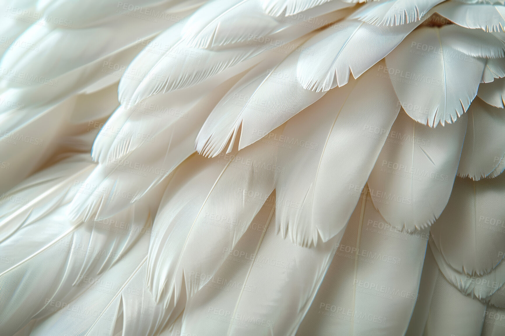 Buy stock photo Soft, feather and natural in texture, wing and fluffy with color,  fragile and closeup of swan and bird. Background, pattern and exotic in animal, pigeon and wildlife for art, wallpaper and smooth