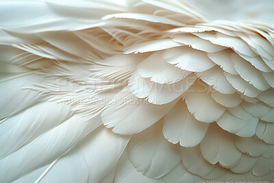 Feathers, closeup and pattern with texture, bird and avian with animal, wildlife and natural. Design, fashion and beauty with exotic mammal, wing and decoration with softness, smooth and layers