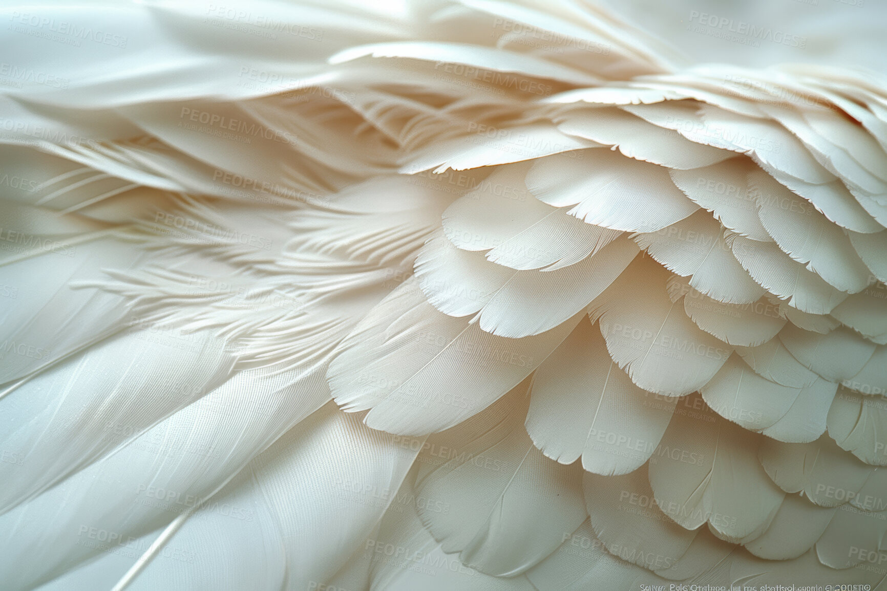 Buy stock photo Feathers, closeup and pattern with texture, bird and avian with animal, wildlife and natural. Design, fashion and beauty with exotic mammal, wing and decoration with softness, smooth and layers