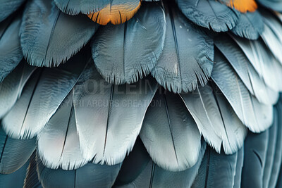 Closeup, feathers and soft with texture, exotic or natural with avian, smooth or pattern with animal. Empty, shape or fauna with wildlife, biology or zoology with wing, species or fluff with creature