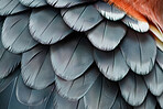 Closeup, feathers and soft with pattern, exotic or natural with avian, biology or animal with wing. Empty, shape or fauna with wildlife, smooth or zoology with texture, species or fluff with creature