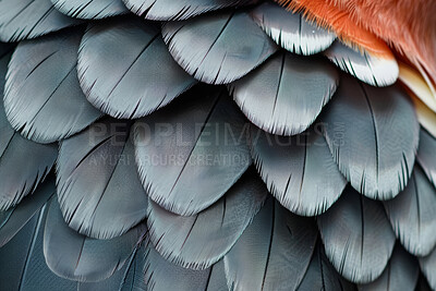 Closeup, feathers and soft with pattern, exotic or natural with avian, biology or animal with wing. Empty, shape or fauna with wildlife, smooth or zoology with texture, species or fluff with creature