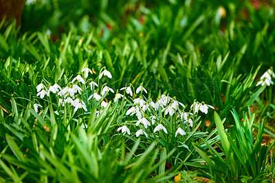 Flowers, field and white snowdrop in garden with natural landscape, morning blossom and calm environment. Spring, growth or nature with green leaves in backyard, countryside and floral plants in bush