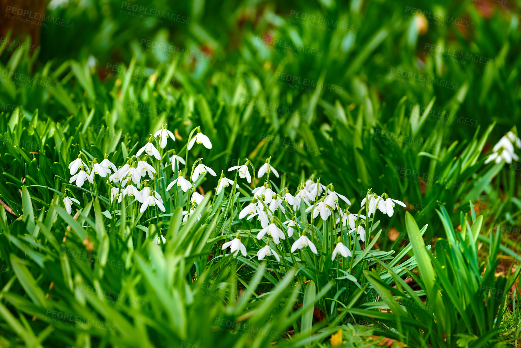 Buy stock photo Flowers, field and white snowdrop in garden with natural landscape, morning blossom and calm environment. Spring, growth or nature with green leaves in backyard, countryside and floral plants in bush