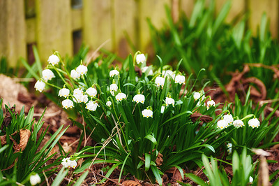 Flowers, growth and white snowdrop in backyard with natural landscape, morning blossom and calm environment. Spring, fence and nature with green leaves in garden, countryside or floral plants in bush