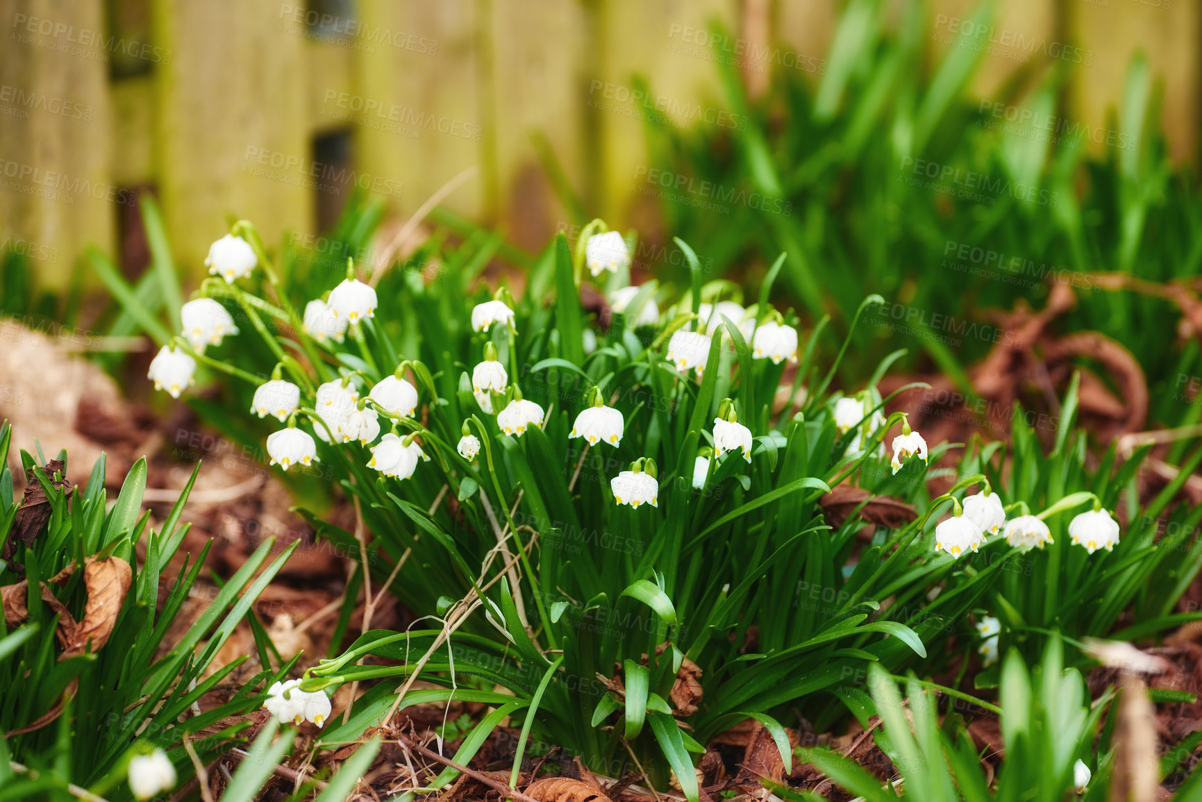 Buy stock photo Flowers, growth and white snowdrop in backyard with natural landscape, morning blossom and calm environment. Spring, fence and nature with green leaves in garden, countryside or floral plants in bush