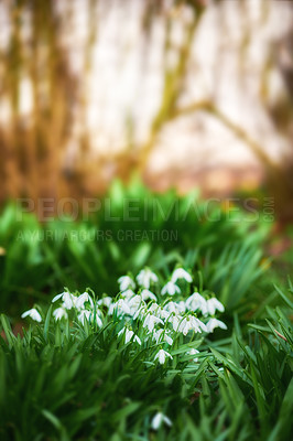 Buy stock photo Flowers, spring and white snowdrop in backyard with natural closeup, morning blossom and calm environment. Growth, peace or nature with green leaves in garden, countryside and floral plants in bush