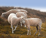 Sheep, animal and farm in countryside with no people, sustainability and lamb for wool production. Animal, grass and agriculture outdoor with livestock, grass field and meadow in Scotland at morning