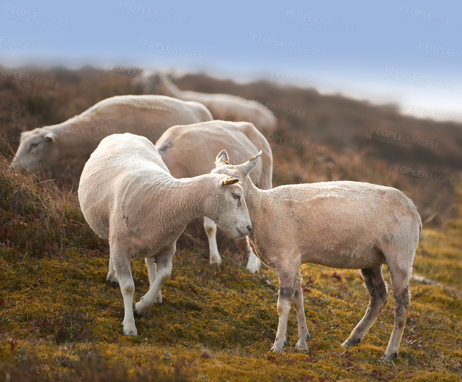 Buy stock photo Sheep, animal and farm in countryside with no people, sustainability and lamb for wool production. Animal, grass and agriculture outdoor with livestock, grass field and meadow in Scotland at morning