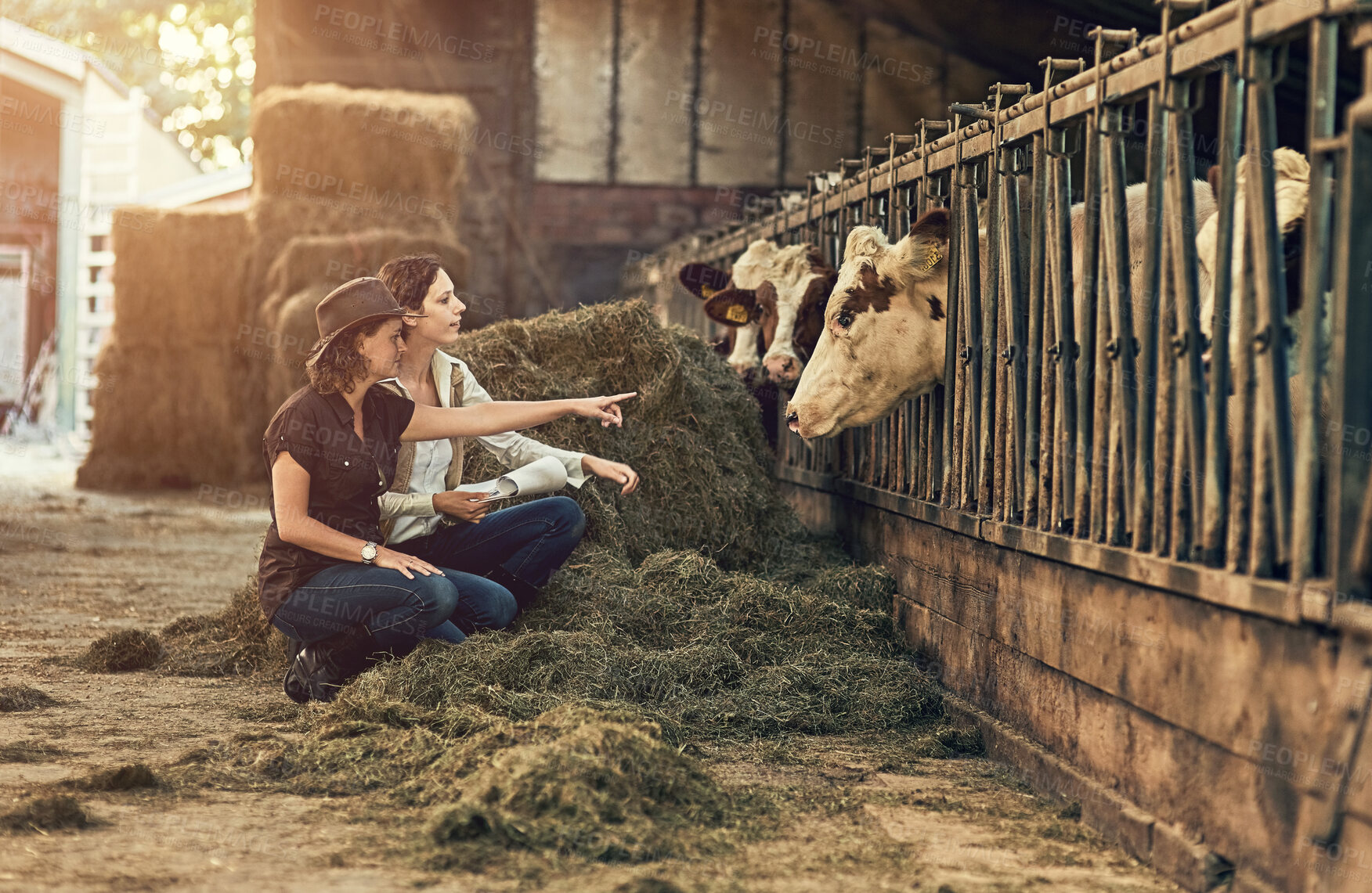 Buy stock photo Farm, agriculture and women with cows, nature and grass with sustainable farming, inspection and countryside. Friends, girls or partnership with cattle for beef production, livestock or animal health