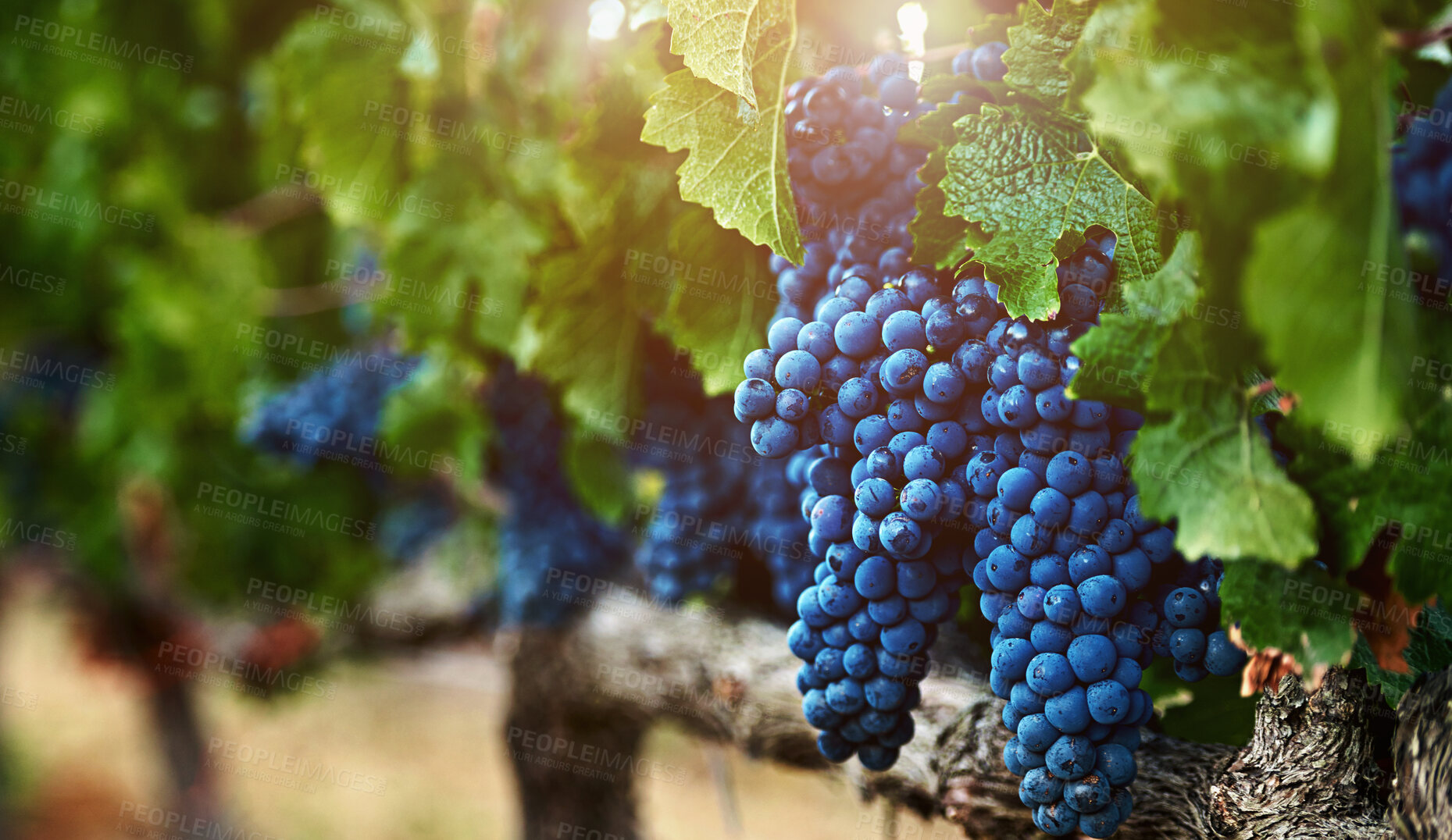 Buy stock photo Nature, bunch of grapes and vineyard with sunshine, farming and harvest with quality control, environment and plants. Fruit, outdoor or wellness with agriculture, produce or sustainability with leafs