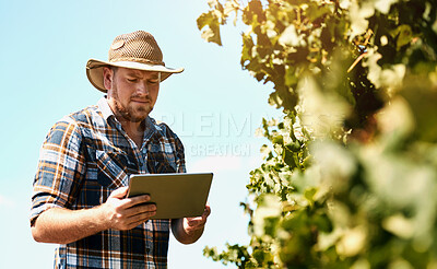 Buy stock photo Vineyard, farmer and man with tablet, agriculture and check quality of harvest, sustainability and digital app. Person, outdoor and guy with technology, plants and summer with inspection and industry