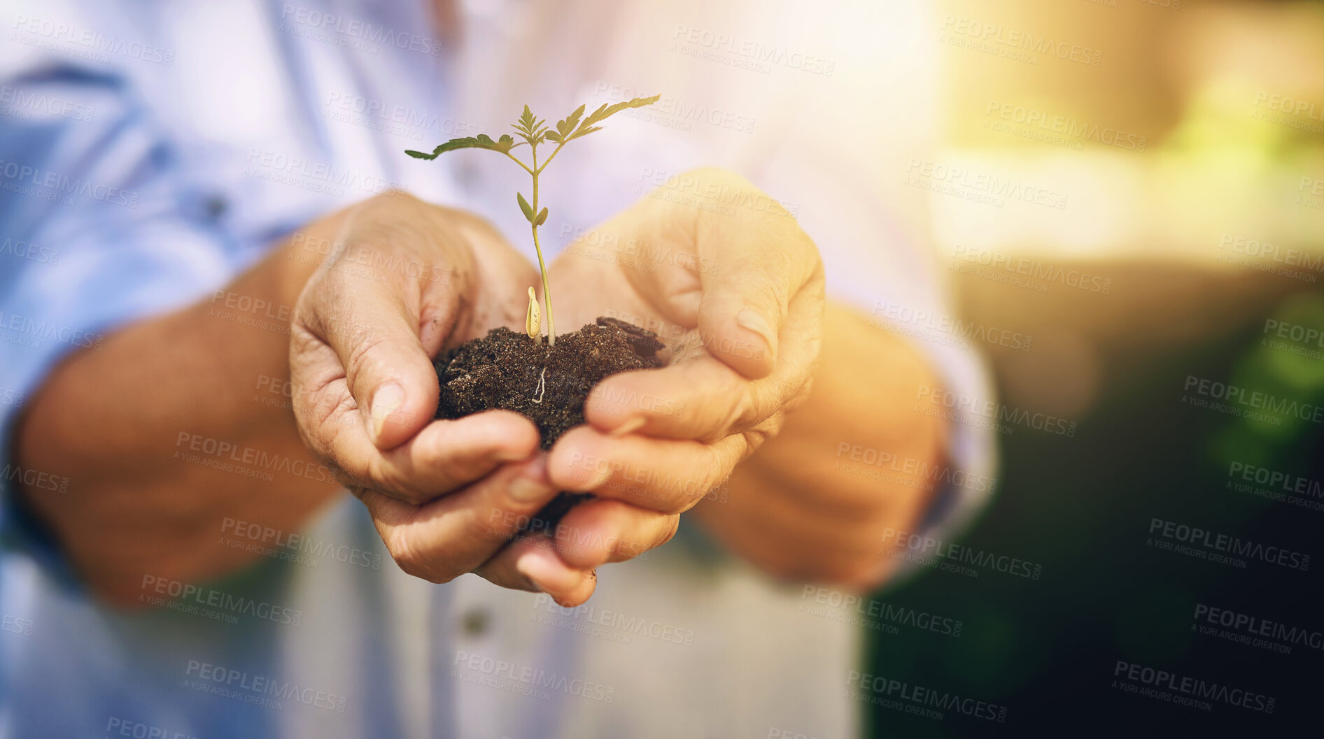 Buy stock photo Soil, old woman and hands with plant, outdoor and sunshine with nature, hobby and retirement. Showing, person and dirt with leafs, environment and climate change with agriculture and sustainability