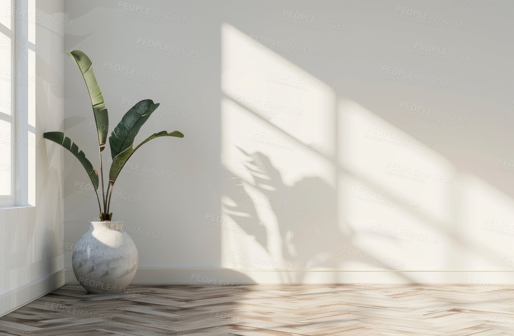 Buy stock photo Home, plant and interior of wall with mockup space or shadow on empty background. House, green leaf and pot in apartment with sunshine on window, floor or minimal design for decoration of living room