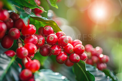 Buy stock photo Plant, leaf or red berry tree in nature in farming, harvest or Chokeberry agriculture in countryside. Growth, sustainability or farm branch growing wild superfoods, Burberry fruit or Canada nutrition