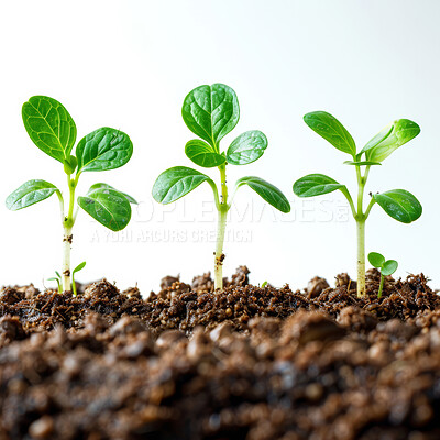 Seedling, grow and plants in nature, earth and future of environment, farm and outdoor in soil. Agriculture, dirt and white background for carbon footprint, sustainability and project in garden