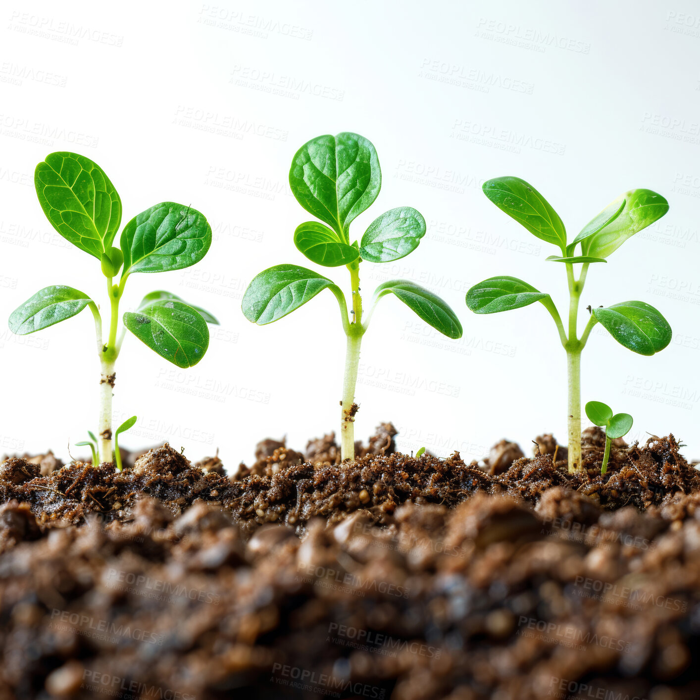 Buy stock photo Seedling, grow and plants in nature, earth and future of environment, farm and outdoor in soil. Agriculture, dirt and white background for carbon footprint, sustainability and project in garden