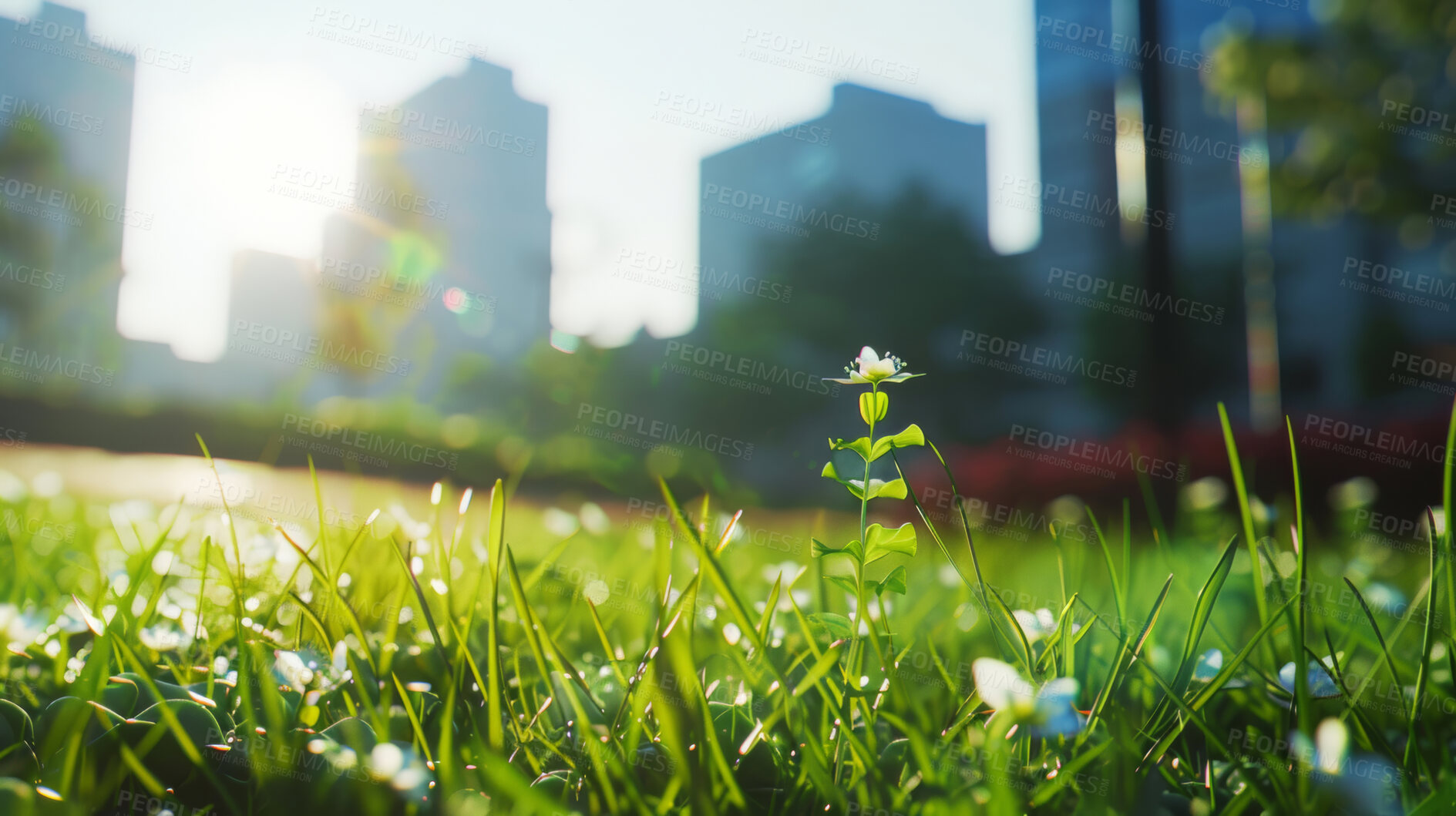 Buy stock photo Earth, growth and sustainability with green bud or sprout in field for conservation of environment. Nature, plant and spring with grass growing closeup in park for carbon capture, ecology or net zero