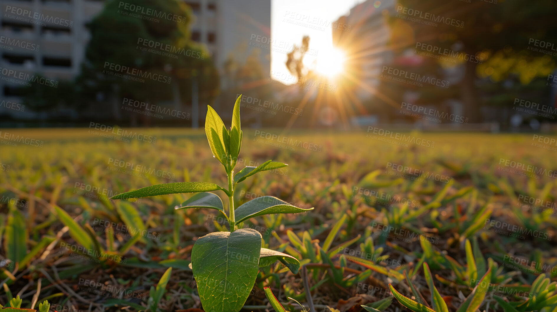 Buy stock photo Growth, plant and sustainability with sprout in field for conservation of environment. Earth day, nature and spring with grass growing closeup in park for carbon capture, ecology or net zero sunshine