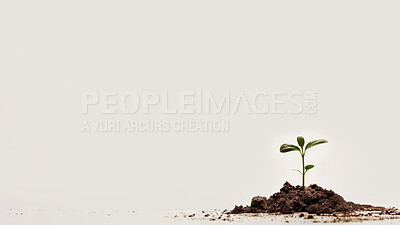 Buy stock photo Seedling, grow and plant in soil, ecology and earth in environment, farm and leaves in nature. Agriculture, dirt and field for carbon footprint, sustainability and white background with mockup space